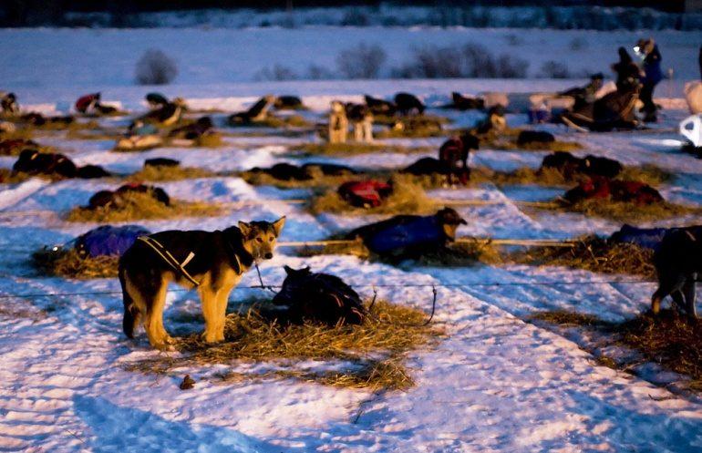 L'Iditarod
