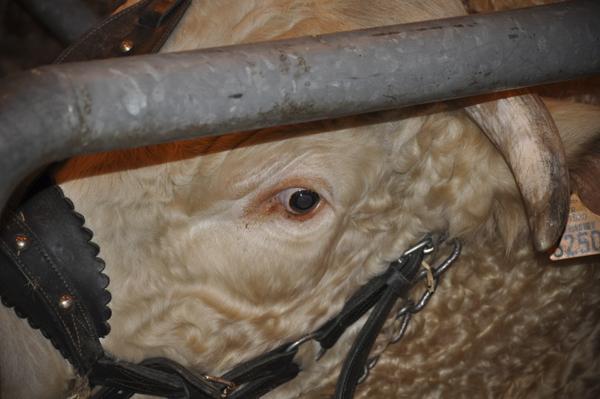 Salon de l'agriculture 2009