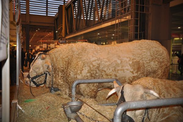 Salon de l'agriculture 2009