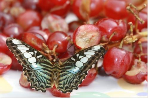 Raisins et Papillon