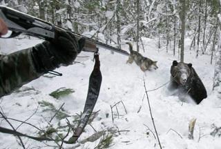massacre-dun-ours-siberie