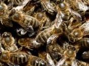 santé abeilles surveillée l'Europe