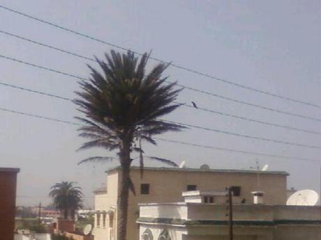 Tajine de veau aux carottes et citron confit