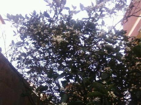 Tajine de veau aux carottes et citron confit