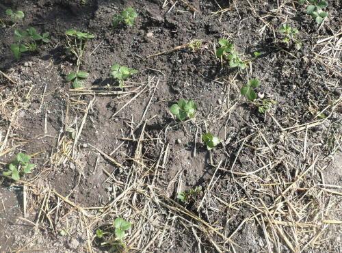 Et avec cette paille, maintenant, je fais quoi ?
