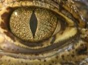 Découvrez images chirurgie reconstructrice sauve crocodile