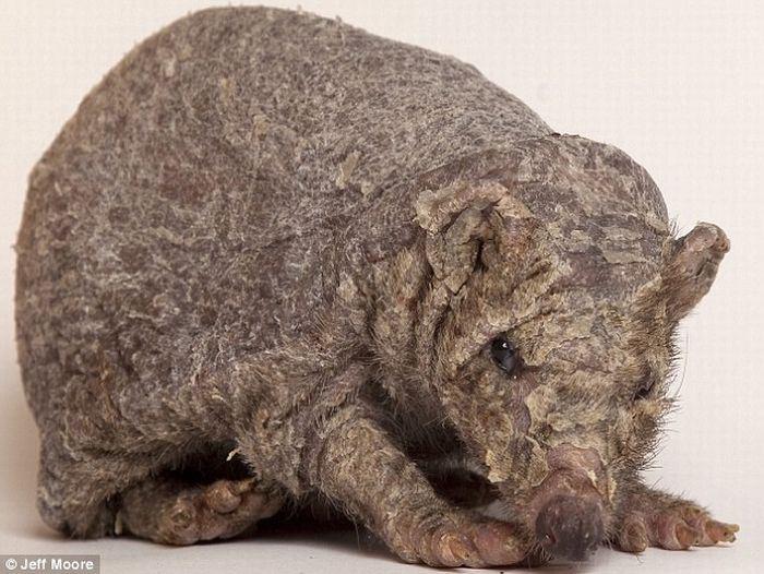 Un hérisson sans piquants