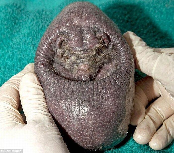 Un hérisson sans piquants