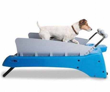canine-treadmill canine-treadmill