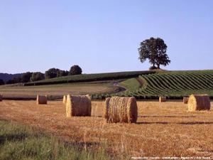 Petit guide de survie en jungle urbaine (4)