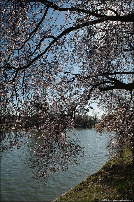 Boulogne_fleurs