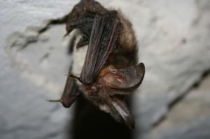 Chauve-souris (image d'illustration)