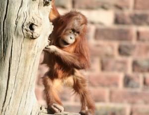Jeune orang-outan (image d'illustration)