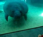 vidéo lamantin vitre faceplant