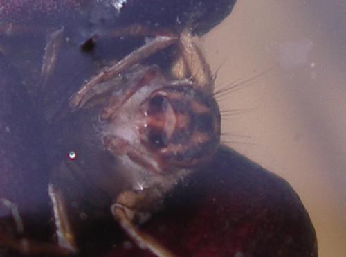 La tête inquiétante et velue de la larve de Phrygane