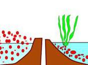 l’eau pouzzolane dans lagune