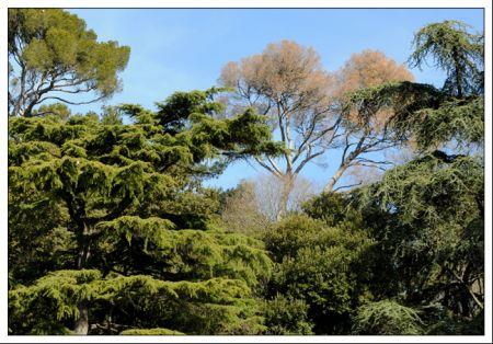 Blog arbre jaune 1.jpg