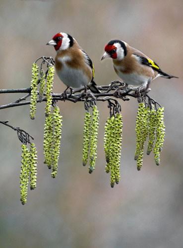 Signs-of-Spring-Goldfinch-018.jpg