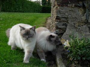 Gâteau à la mascarpone et pommes