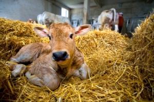 Veau (image d'illustration)