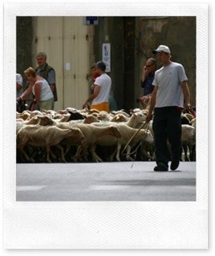 transhumance-riez-04-003