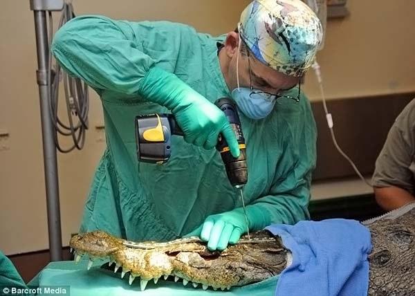 Chirurgie réparatrice pour un crocodile