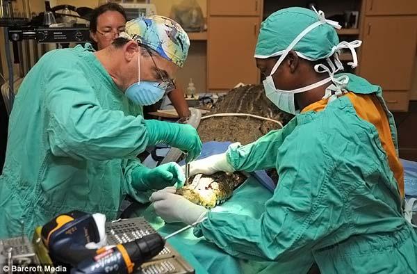Chirurgie réparatrice pour un crocodile
