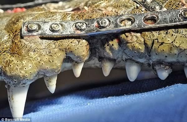 Chirurgie réparatrice pour un crocodile