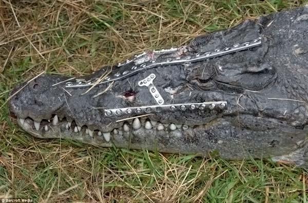 Chirurgie réparatrice pour un crocodile