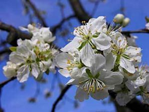 Le printemps est bien la...