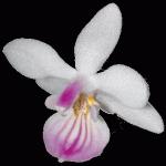Orchidee3.gif