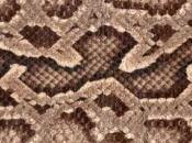 bichon maltais avalé serpent