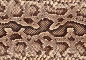 Serpent (image d'illustration)