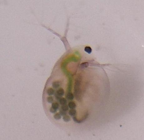 daphnies-oeufs-2 observez les oeufs par transparence dans le corp de la daphnie