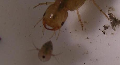 daphnies-larve-dytique-2 daphnie narguant une larve de dytique