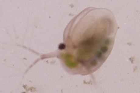 daphnies-5 daphnie de coté