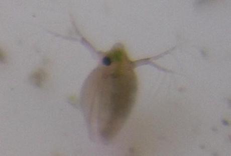 daphnies-1 Daphnie et ses antennes