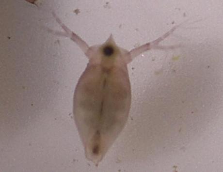 daphnies-4 daphnie vue sous un autre angle