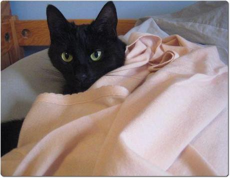 Cannelle Cachemire.jpg