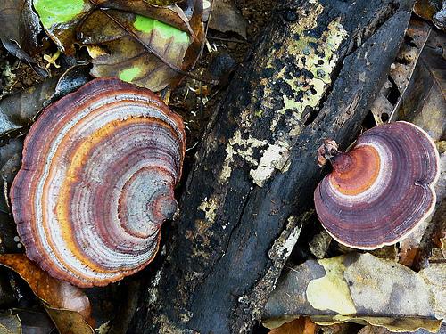 Les oreilles de la vieille branche