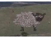 Led-art extrême moutons