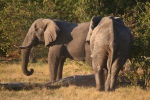 Elephant d'Afrique (photo d'illustration)