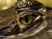 “Caïman” croyable!