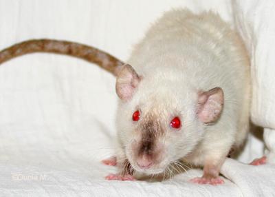 Rat femelle en gestation depuis 12 jours