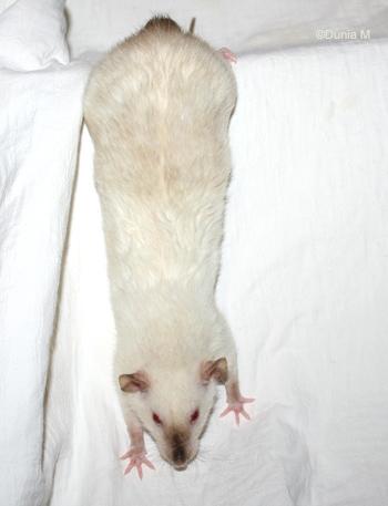 Rat femelle en gestation depuis 12 jours