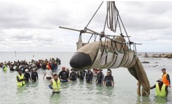 Sauver des baleines échouées