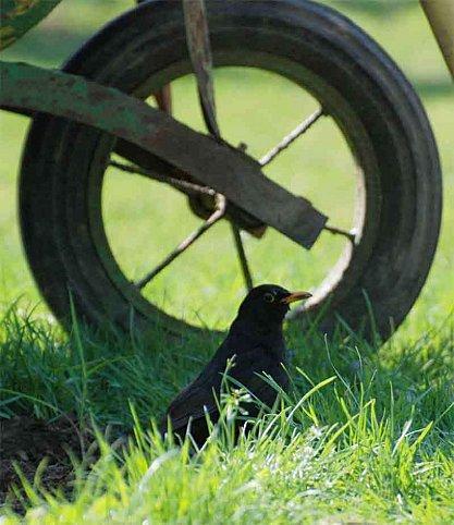 Le merle, aussi les anglois l'appellent-ils l'oiseau noir*