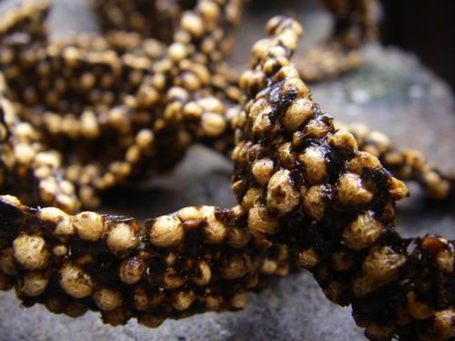 Sembei ou galette de riz a la japonaise