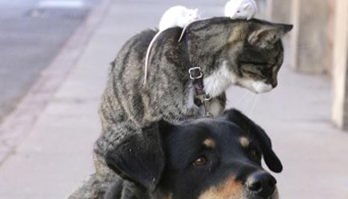 Les free hugs chez les animaux…