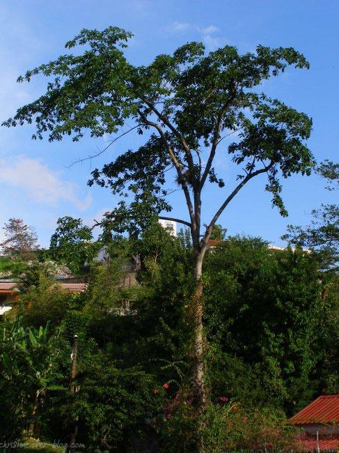 L'arbre à boulets de canon !!